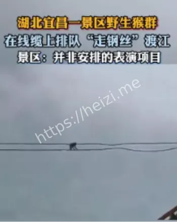 野生猴群排队走钢丝渡江